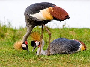 1915-uganda-kampala-uganda-birding-9-day-excursion