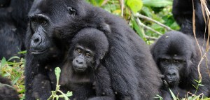 Mgahinga-Gorilla-National-Park-002